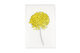 CH-ASTER-YLL Hand painted greeting Cards, aster Duchess yellow