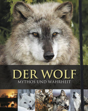 Der Wolf, m. DVD