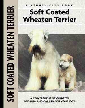 Soft coat wheathen terrier