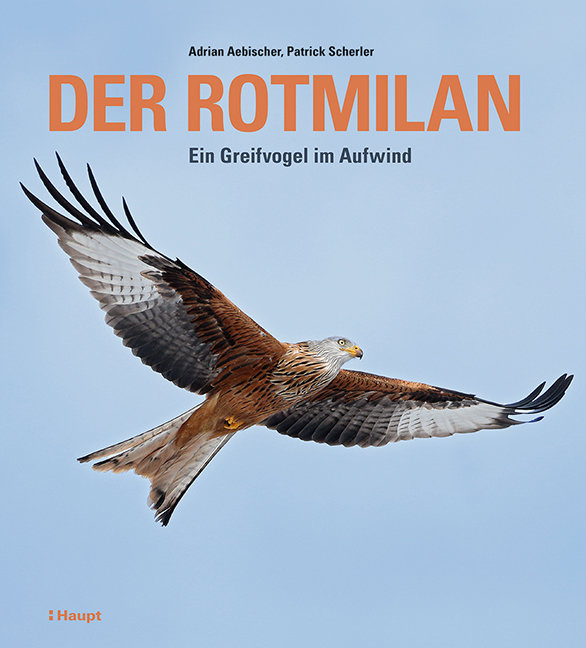 Der Rotmilan