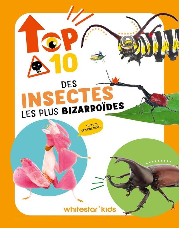 TOP TEN DES INSECTES LES PLUS BIZARROIDES